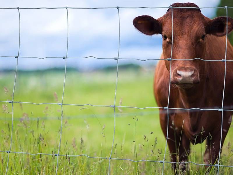 Field Fence/ Farm Fence