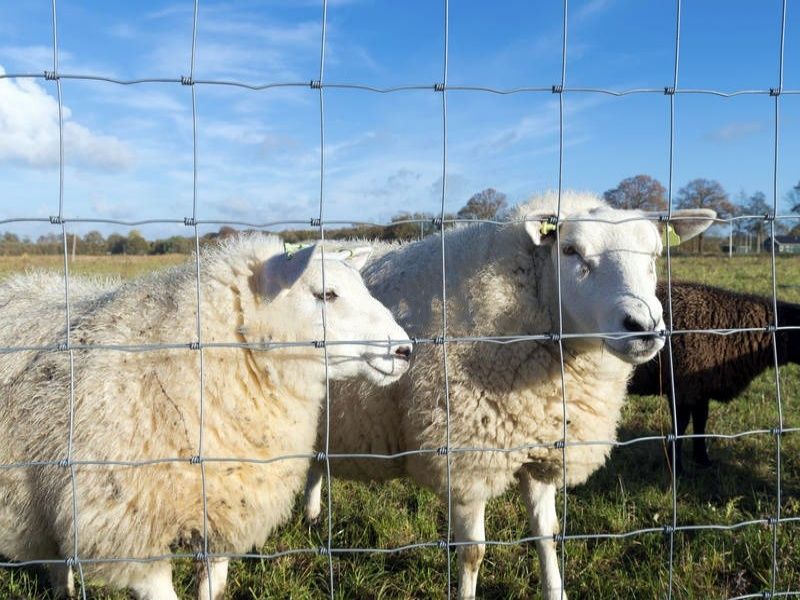 Field Fence, Galvanized Farm Fence